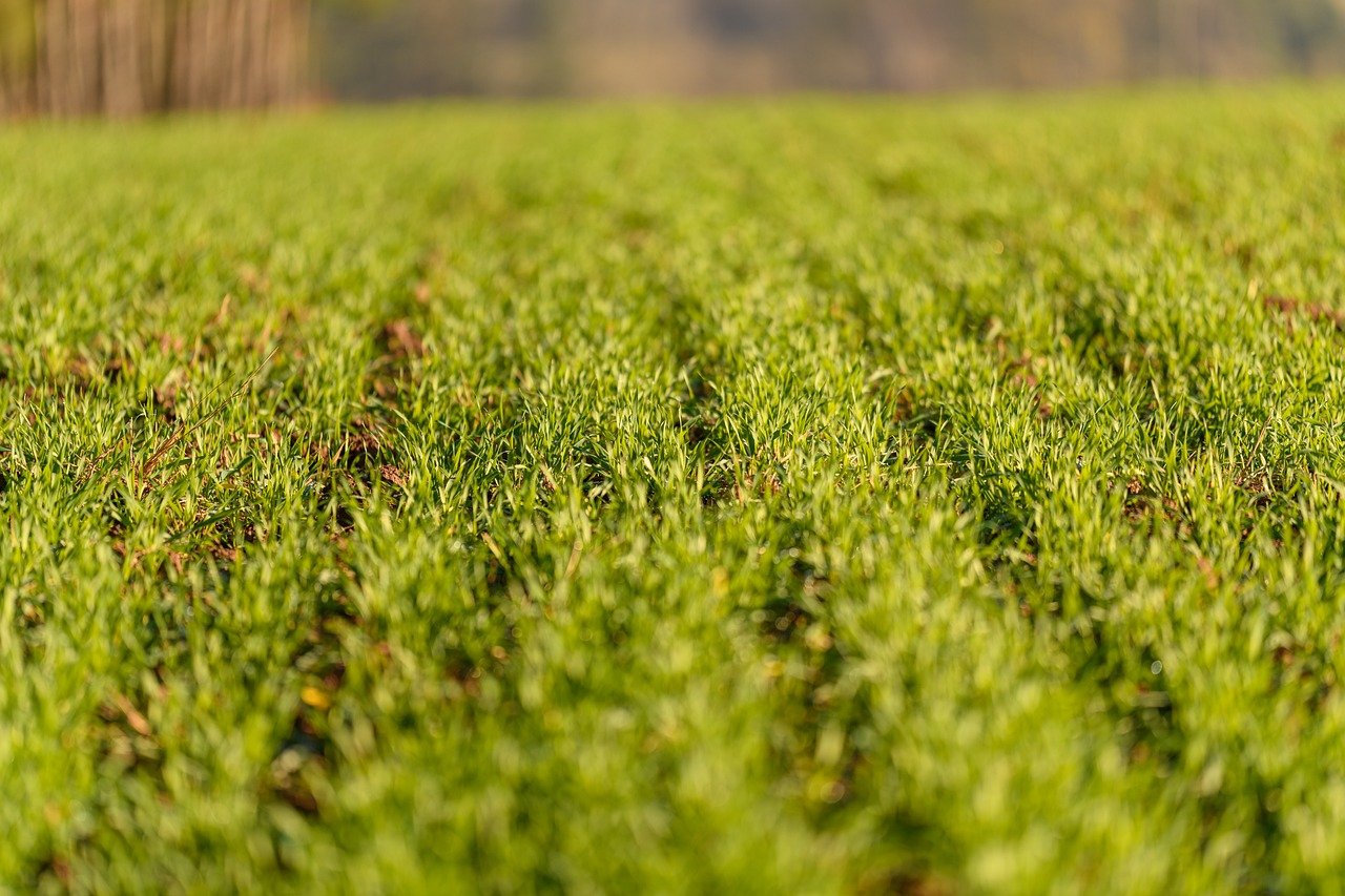 Eco-Friendly Farming - Understanding the Basics